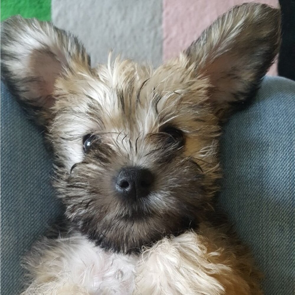 Meet your Posher, Cat